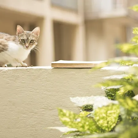 Gatto Perso Luxury And Апартамент *