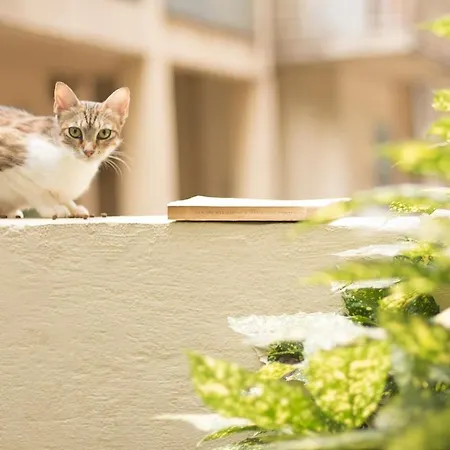 Gatto Perso Luxury Studios And Apartments アパート