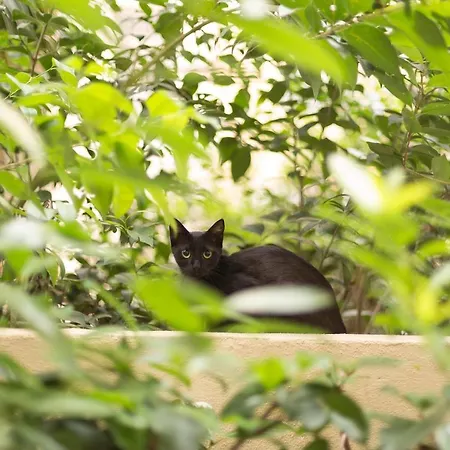 アパート Gatto Perso Luxury Studios And Apartments