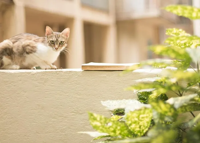 Gatto Perso Luxury And Apartamento