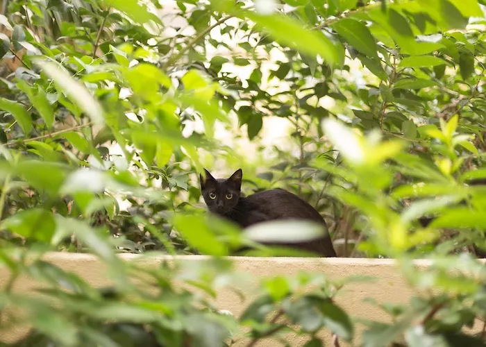 Apartamento Gatto Perso Luxury And